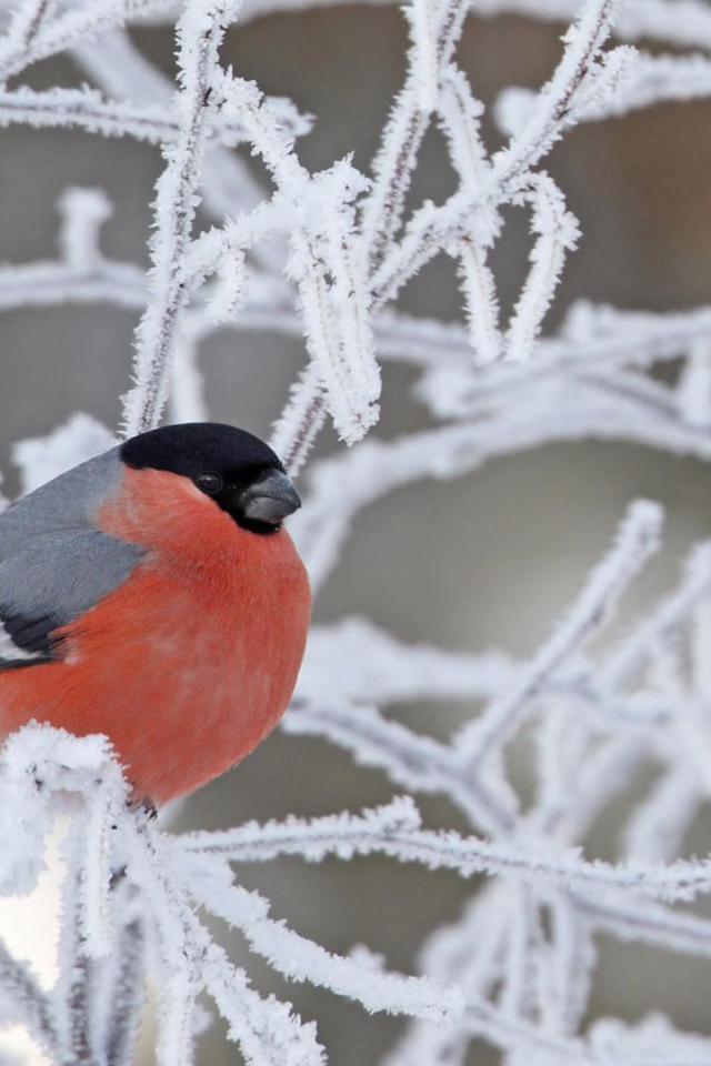 Снегирь на покрытой инеем ветке