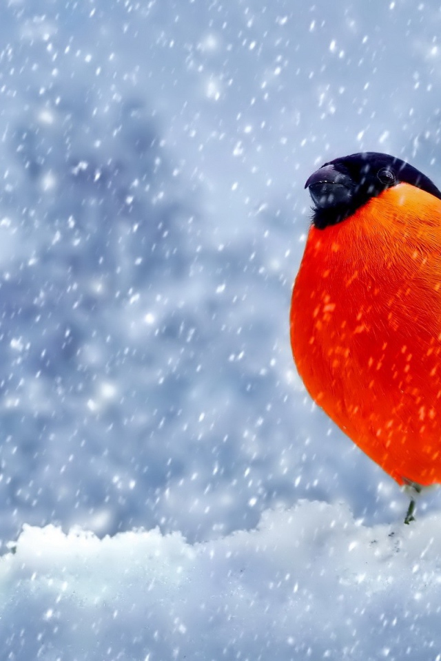 Снегирь с оранжевой грудкой