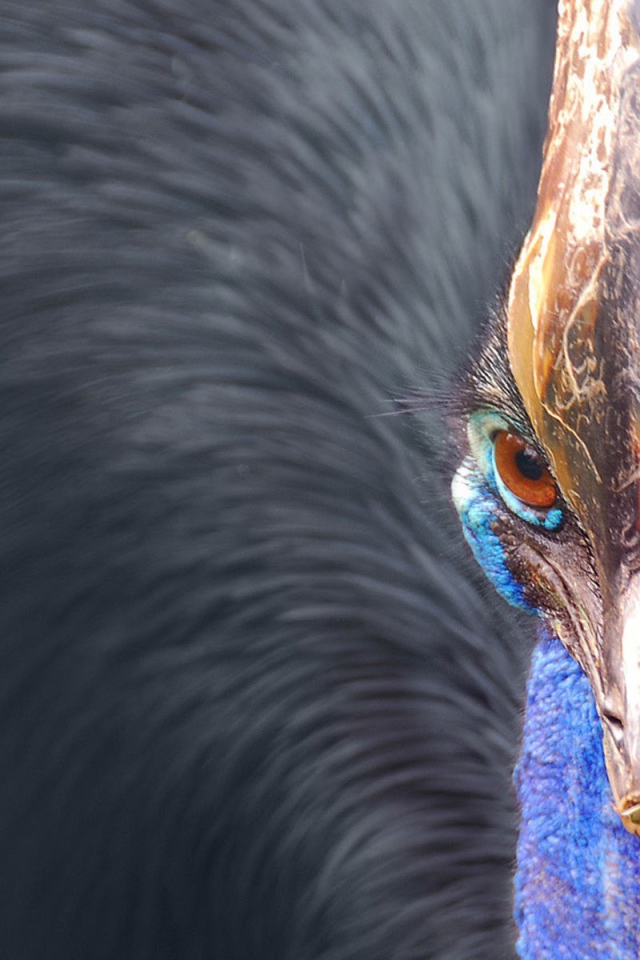 Птица казуар, Австралия