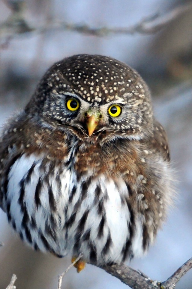 Очаровательная сова на ветке