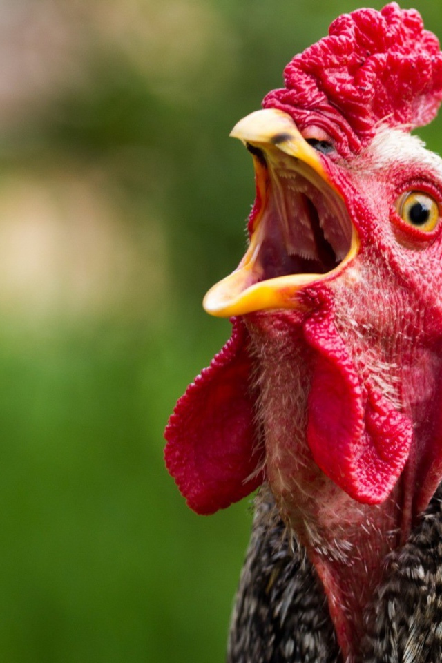 Курица с открытым клювом