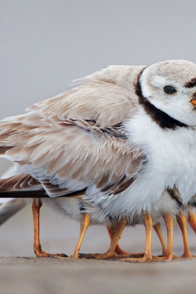 Птенцы спрятались под крылом у мамы