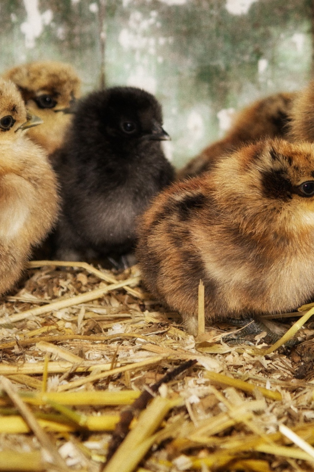 Птенцы на древесных опилках