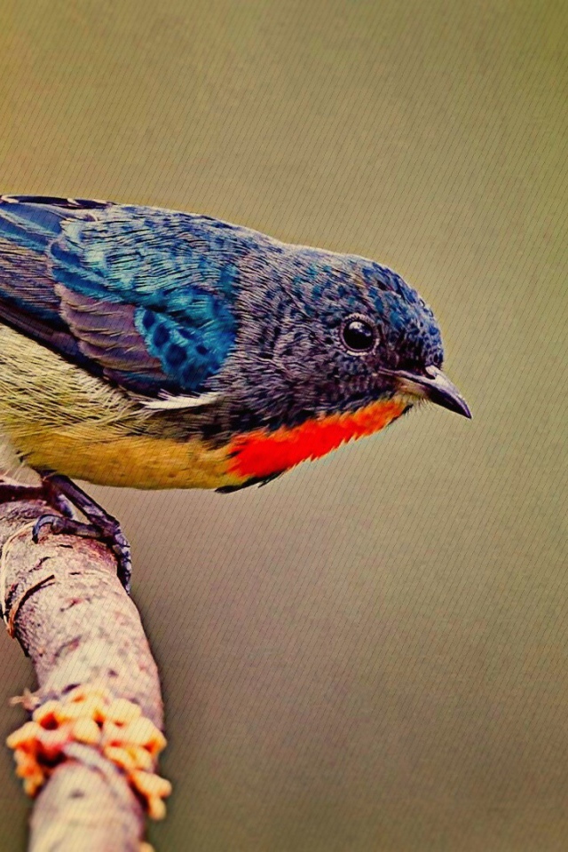 Красочная птичка на ветке