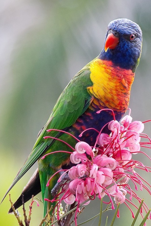Красочный попугай сидит на розовом цветке