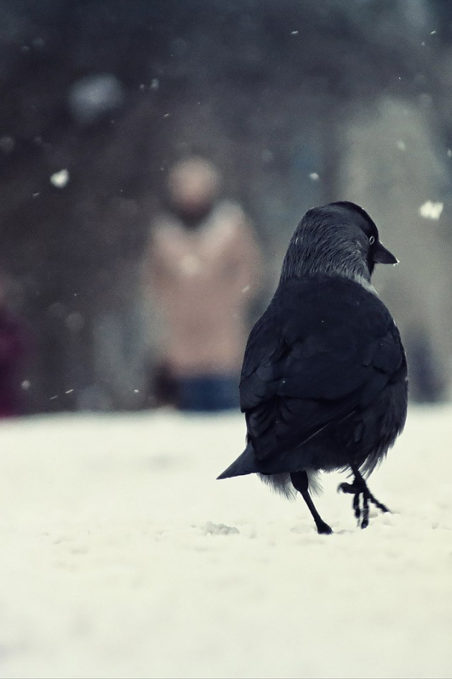 Вороны на снегу