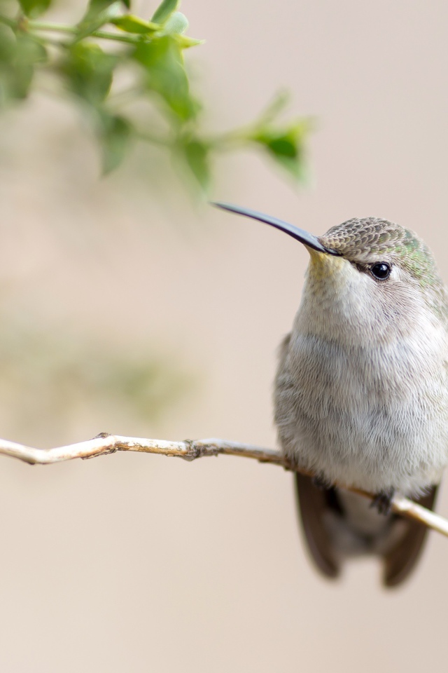 Милая серая колибри на ветке