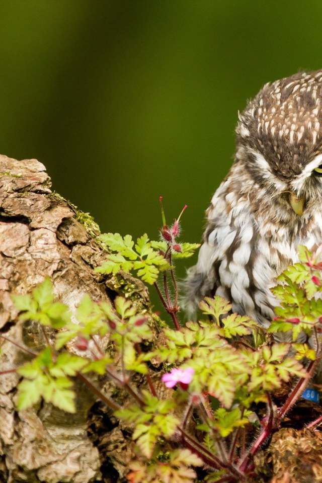 Милая хмурая сова