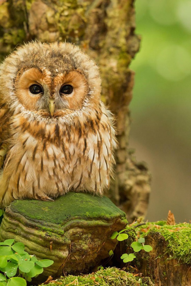 Милая сова на камне