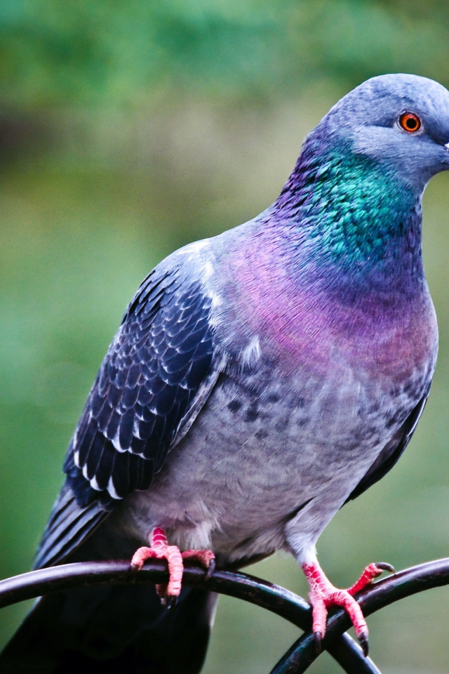 Голубь на заборе из железных прутьев