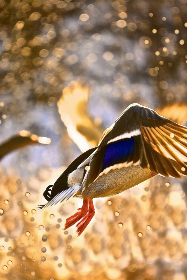 Утки взлетают с поверхности воды