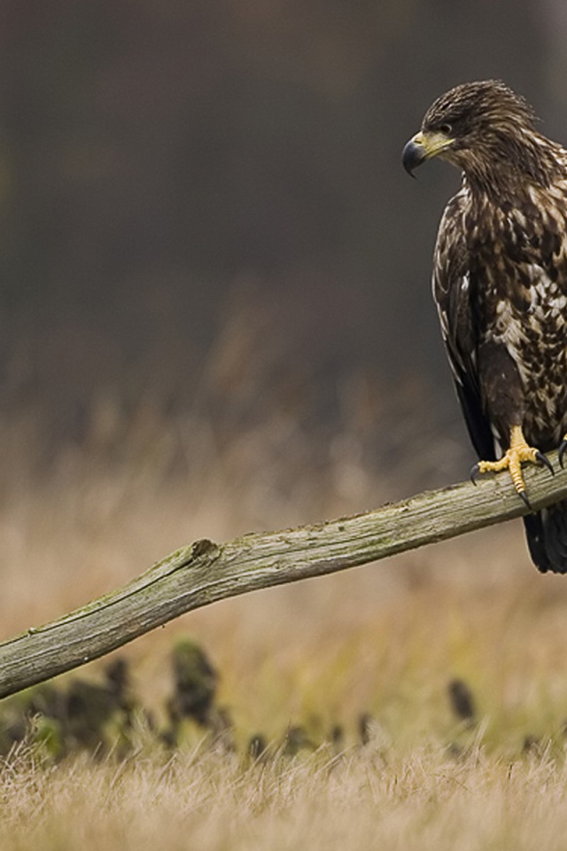 Орел и сорока на палке
