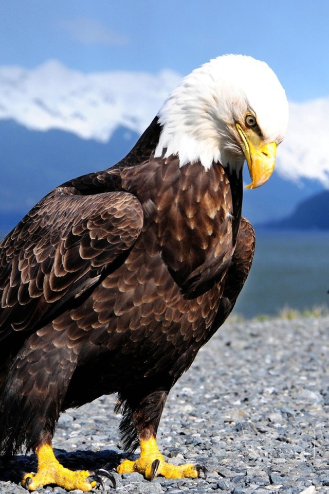 Орел и ворона в горах