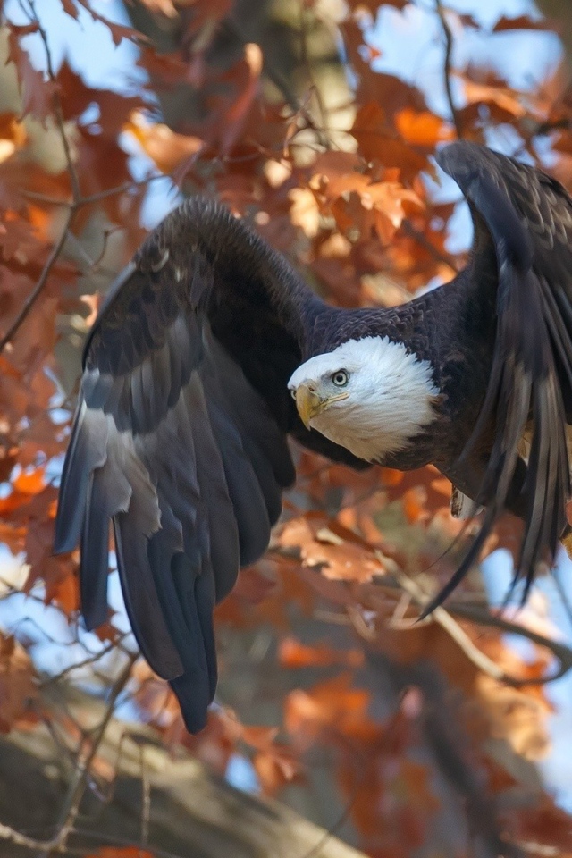 Орел в осеннем лесу