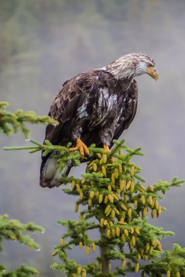 Орел на ветке хвойного дерева