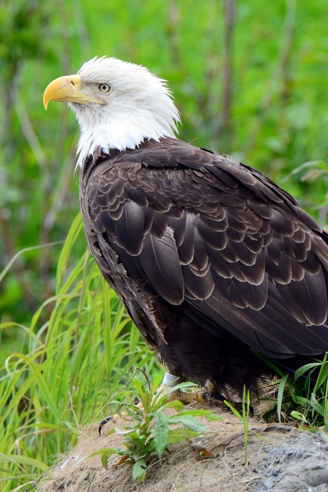 Орел на камне в траве