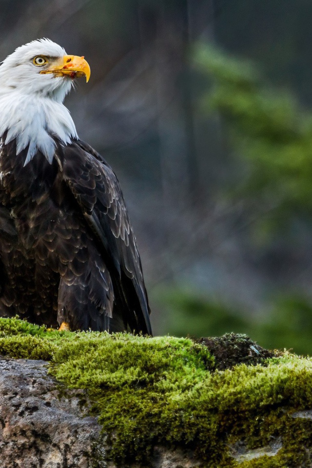 Орел на покрытом мхом камне
