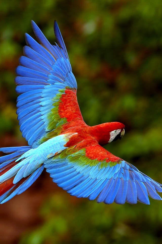 Экзотический яркий попугай