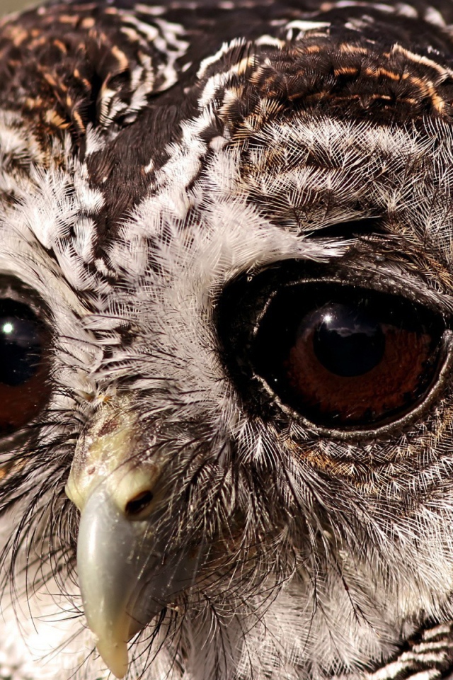 Выразительные глаза грустной совы