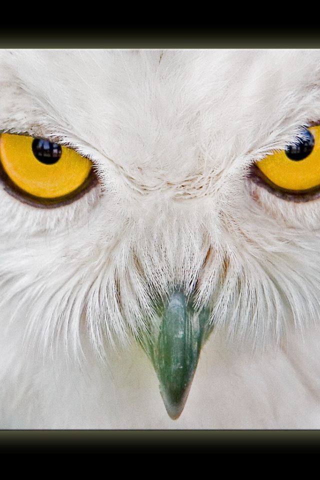 Глаза белой совы