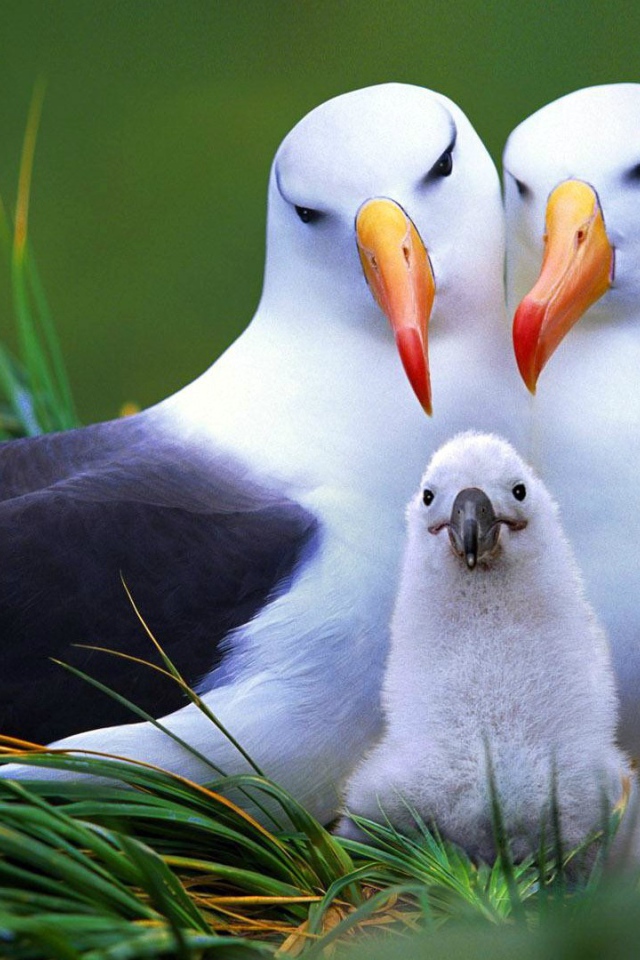 Семья птиц альбатросов