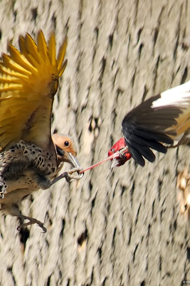 Драка птиц за добычу