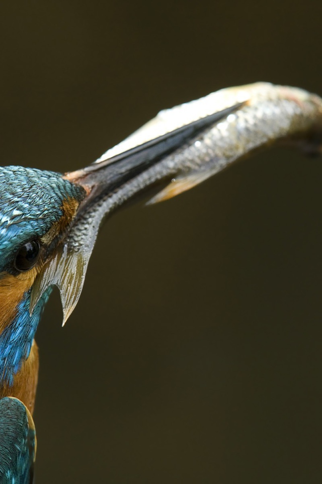 Рыба в клюве зимородка