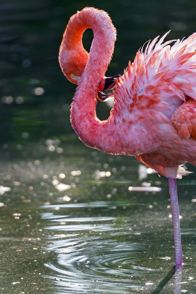 Фламинго чистит свои перья