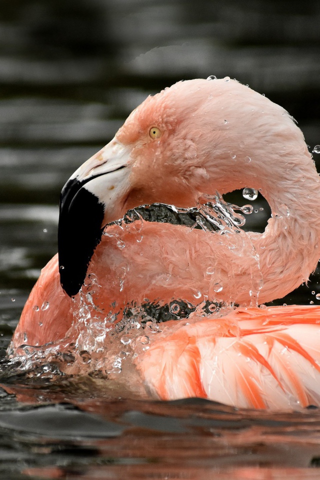 Фламинго в воде