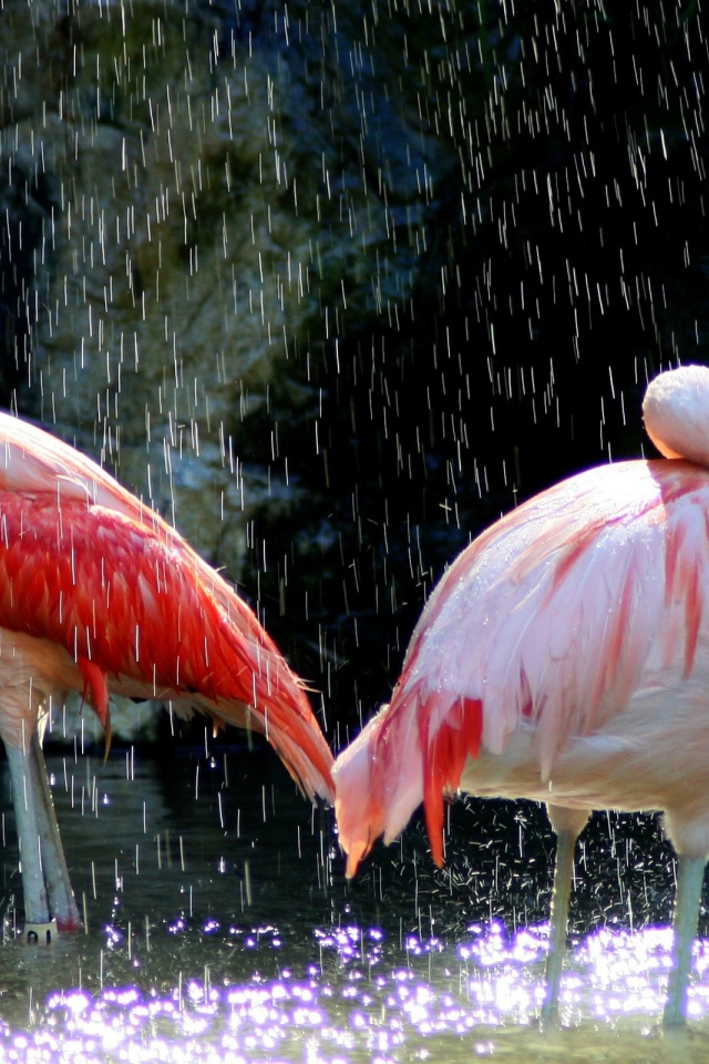 Фламинго под каплями воды