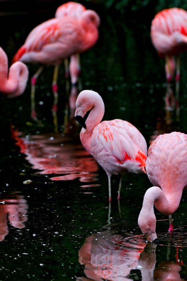 Фламинго кормятся на озере