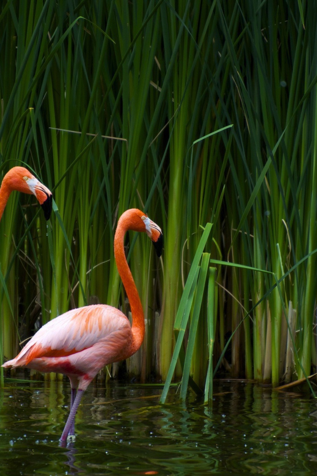 Фламинго в камышах