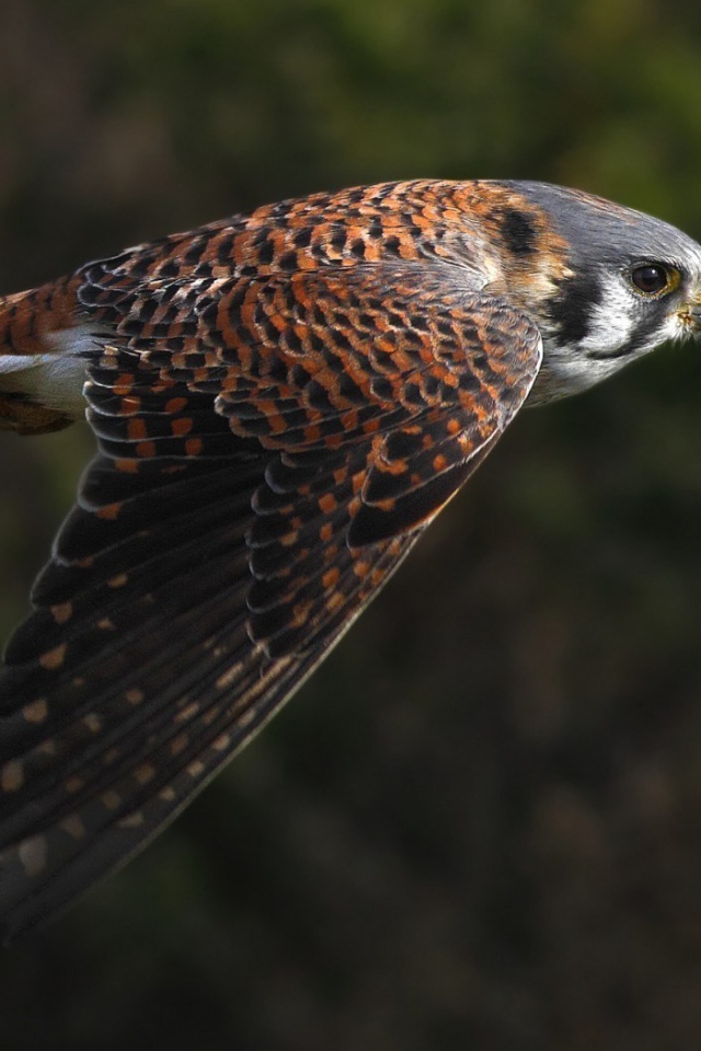 Полет сокола на фоне зелени