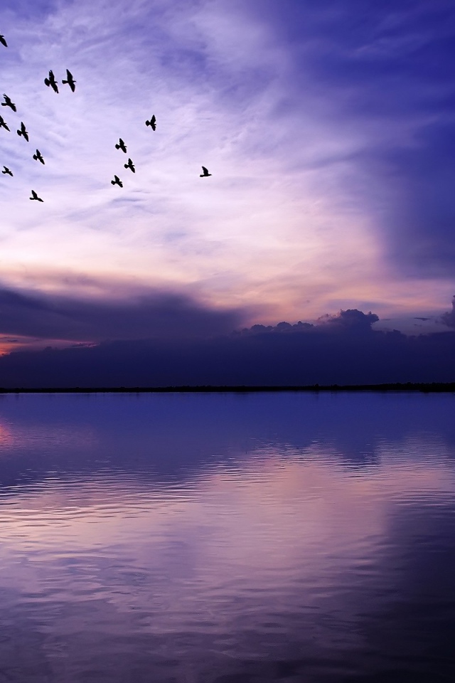 Стая птиц летит над озером