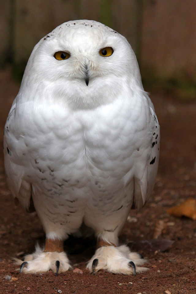 Пушистая белая сова