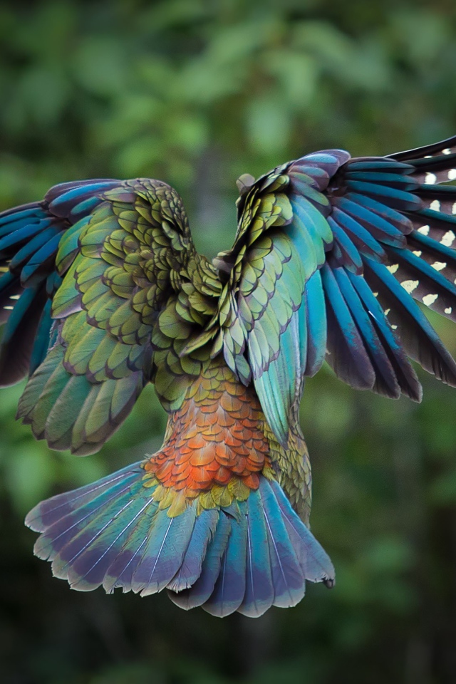 Flying colorful bird