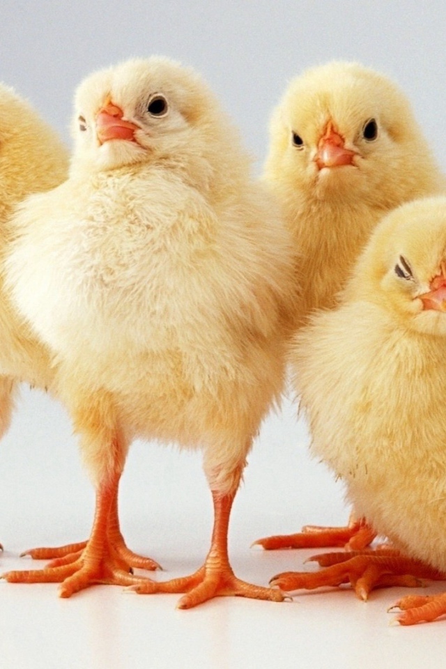 Четверка желтых цыплят
