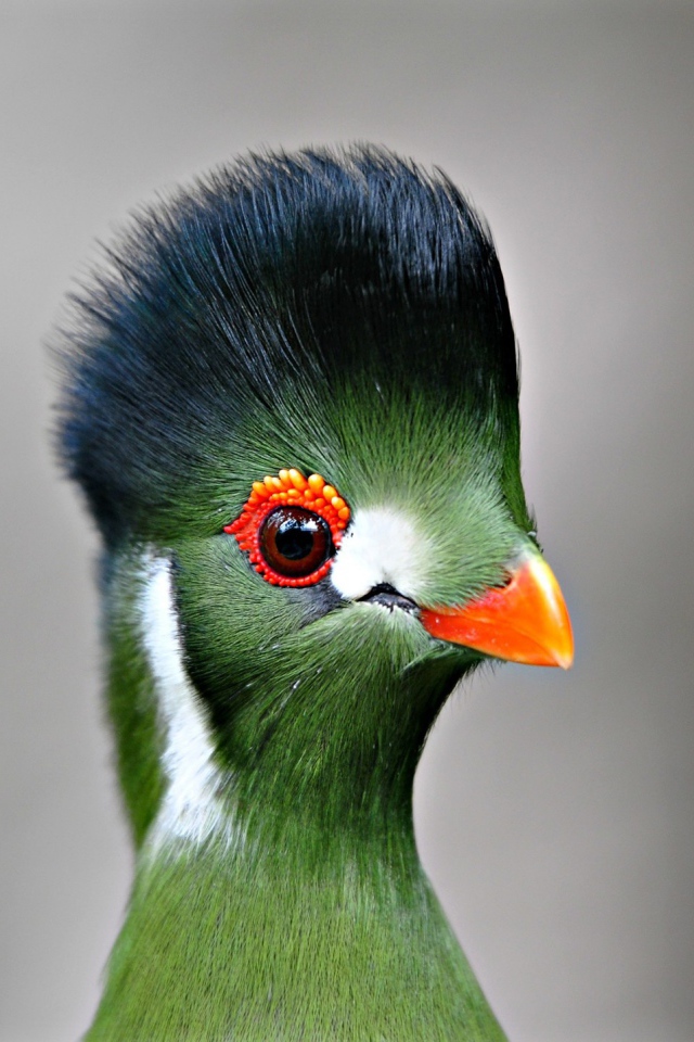 Забавная птица турако