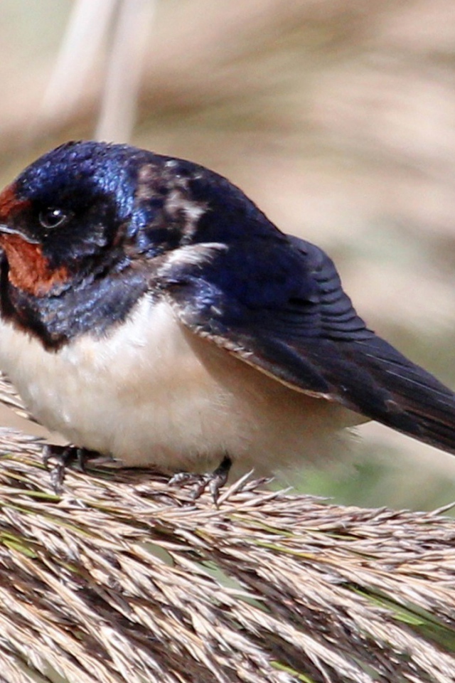Забавная птица сидит на пучке травы