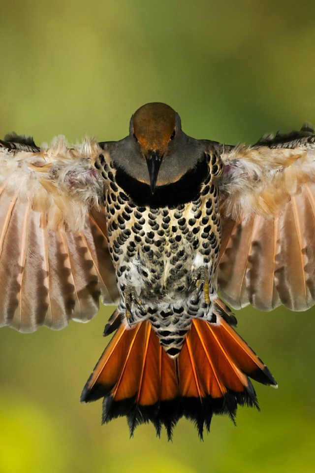 Золотой ширококлювый дятeл