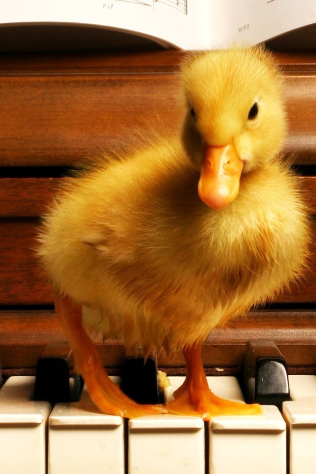Гусенок на пианино