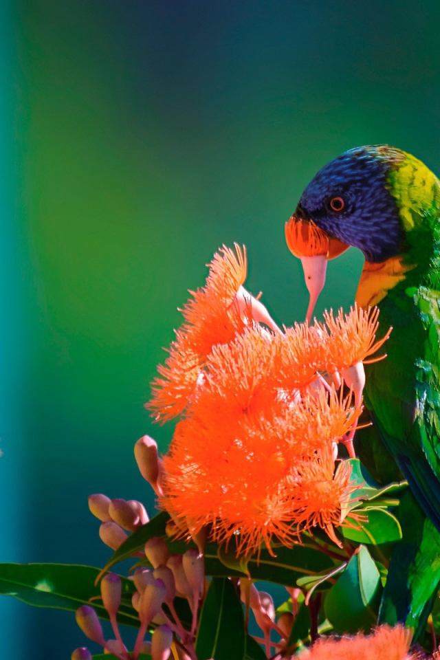 Зеленый попугай на красных цветах