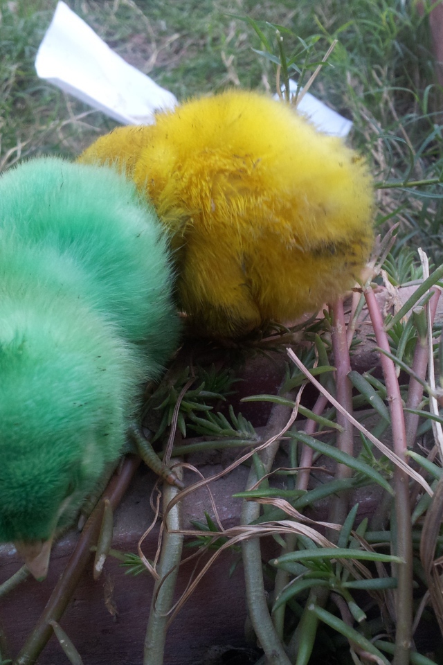 Зеленый и желтый цыплята