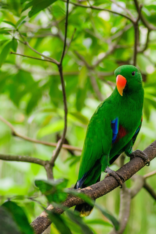 Зеленый попугай с оранжевым клювом сидит на ветке