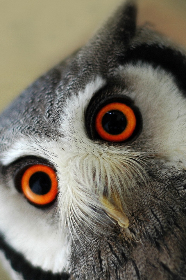 Серая сова с оранжевыми глазами