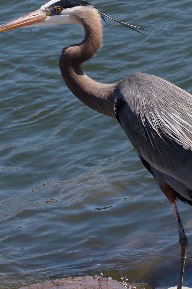 Серая цапля стоит у воды