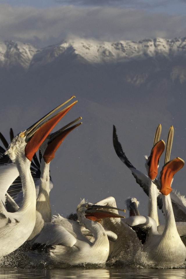 Группа пеликанов на фоне гор