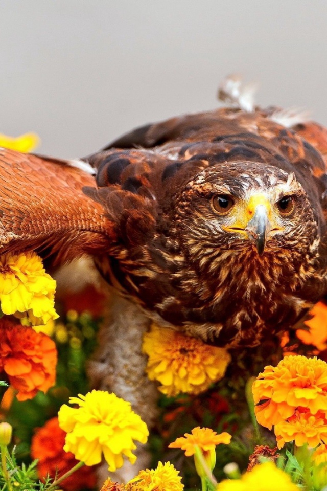 Ястреб сел на цветы
