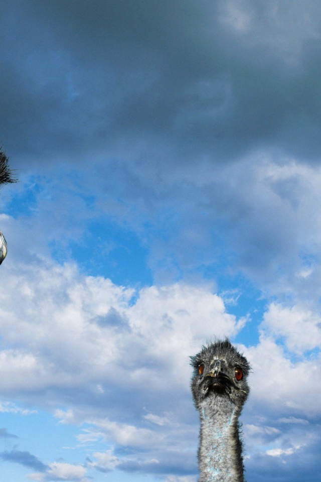 Головы трех страусов