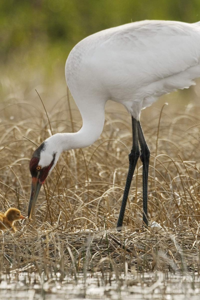 Цапля с детенышем на болоте